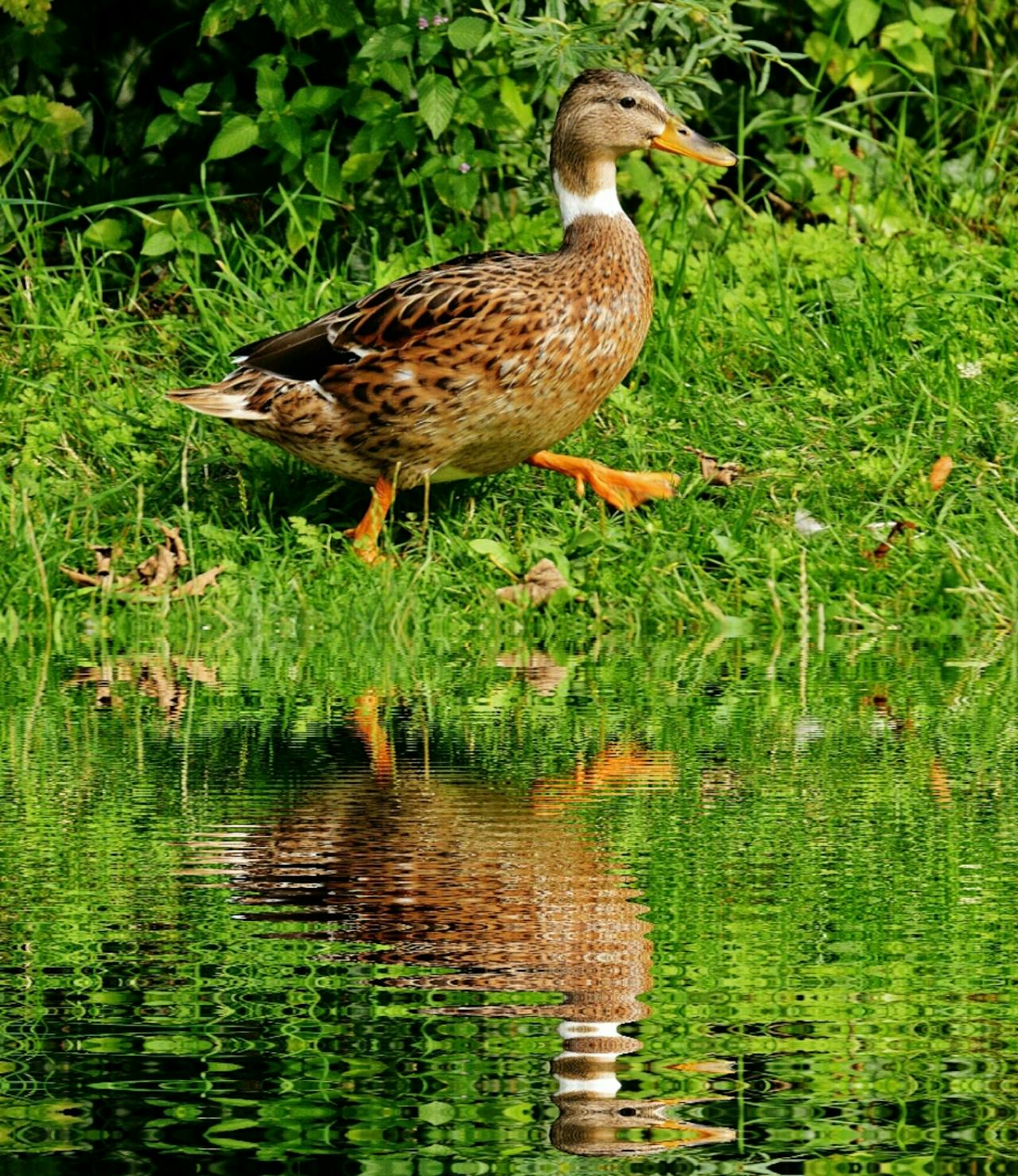 if-it-walks-like-a-duck-talks-like-a-duck-it-probably-is-a-duck